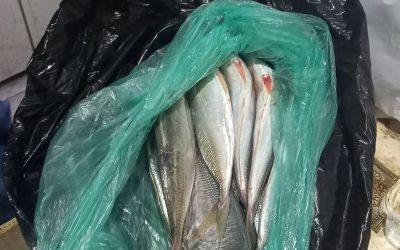 Донација на свежа риба, Петок 22.10.2021